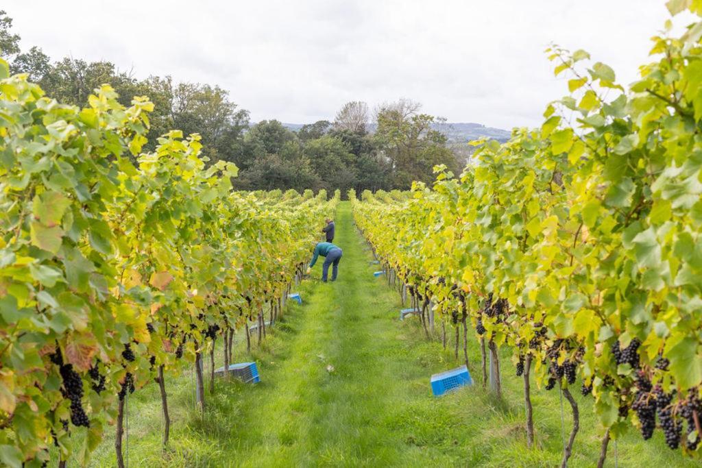 Lympstone Manor Hotel Restaurant & Vineyard - Relais & Chateaux Exmouth Ngoại thất bức ảnh